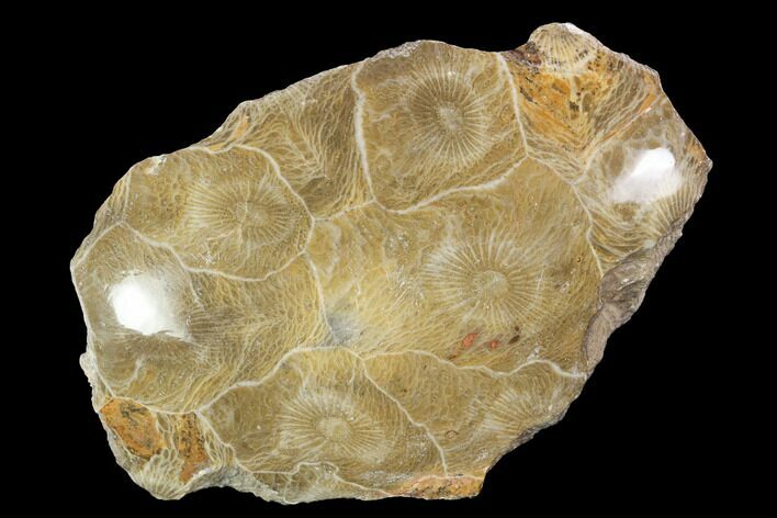 Polished Fossil Coral (Actinocyathus) - Morocco #100702